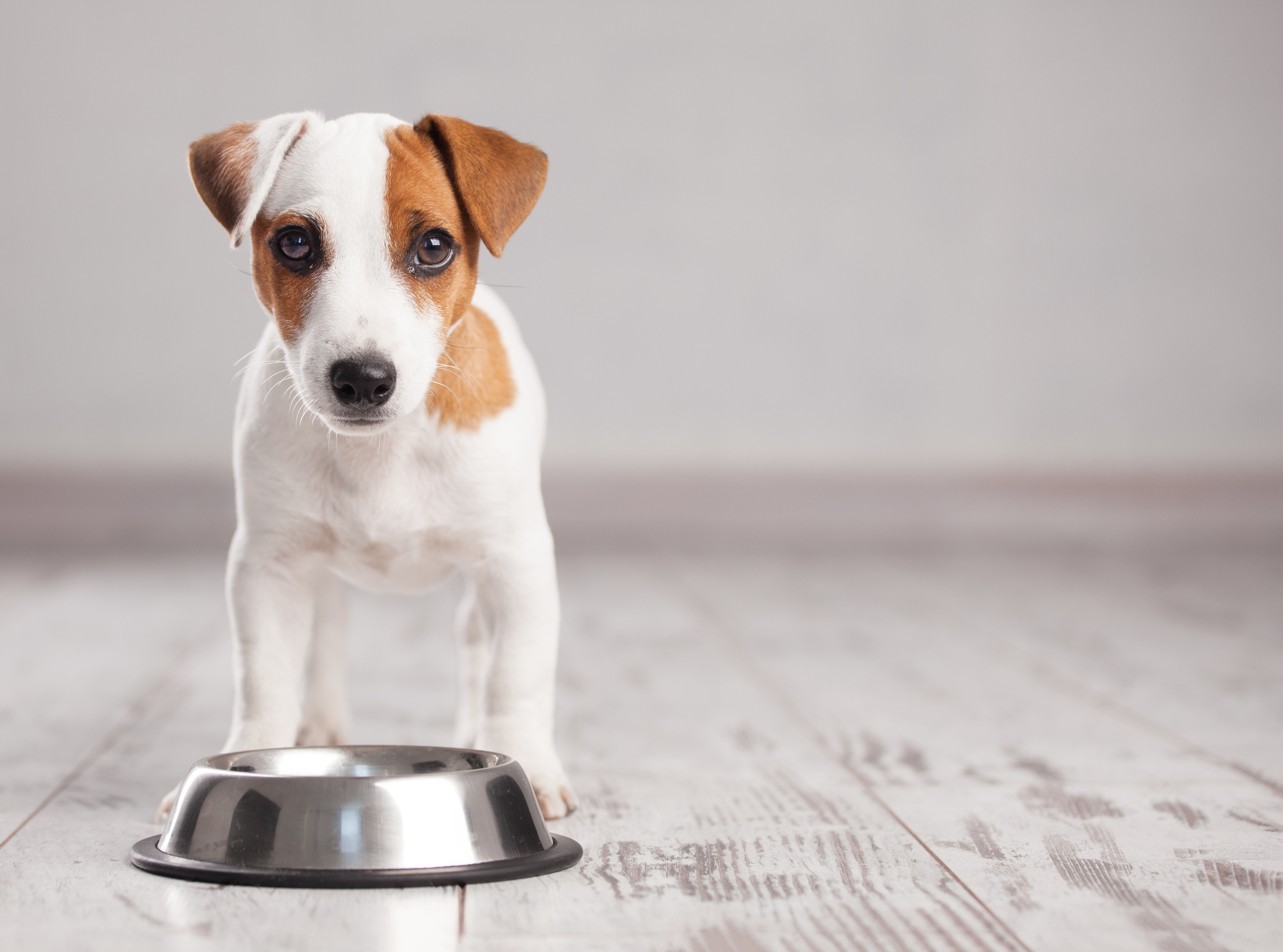 Should You Allow Pets in a Rental Property?